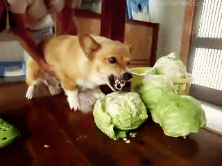 Doge+bites+lettuce+out+anger+such+fury_0eb302_4862424
